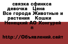 связка сфинкса. девочка › Цена ­ 500 - Все города Животные и растения » Кошки   . Ненецкий АО,Хонгурей п.